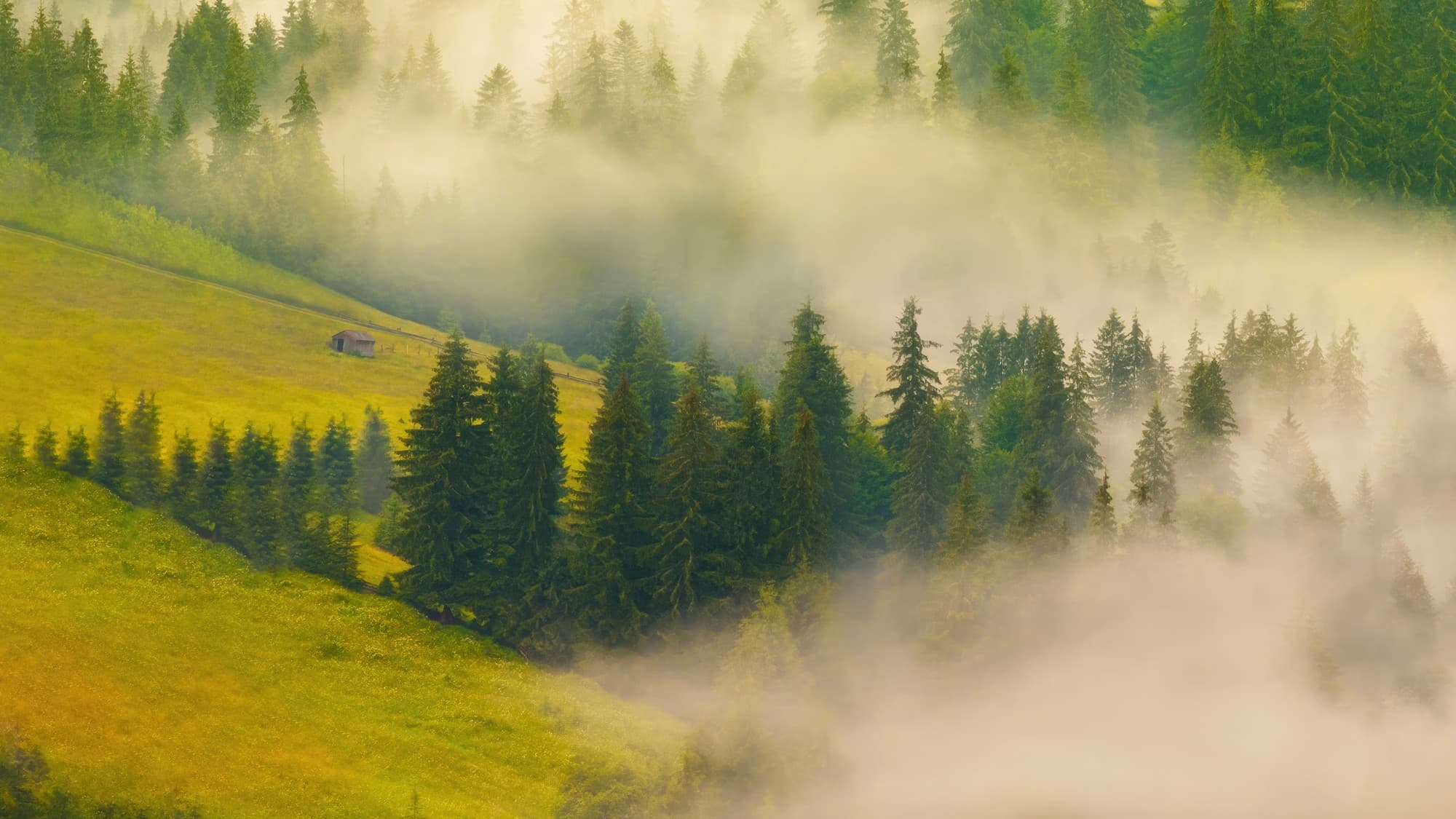 Fog drifting through a pine forest on a green hillside with a small hut