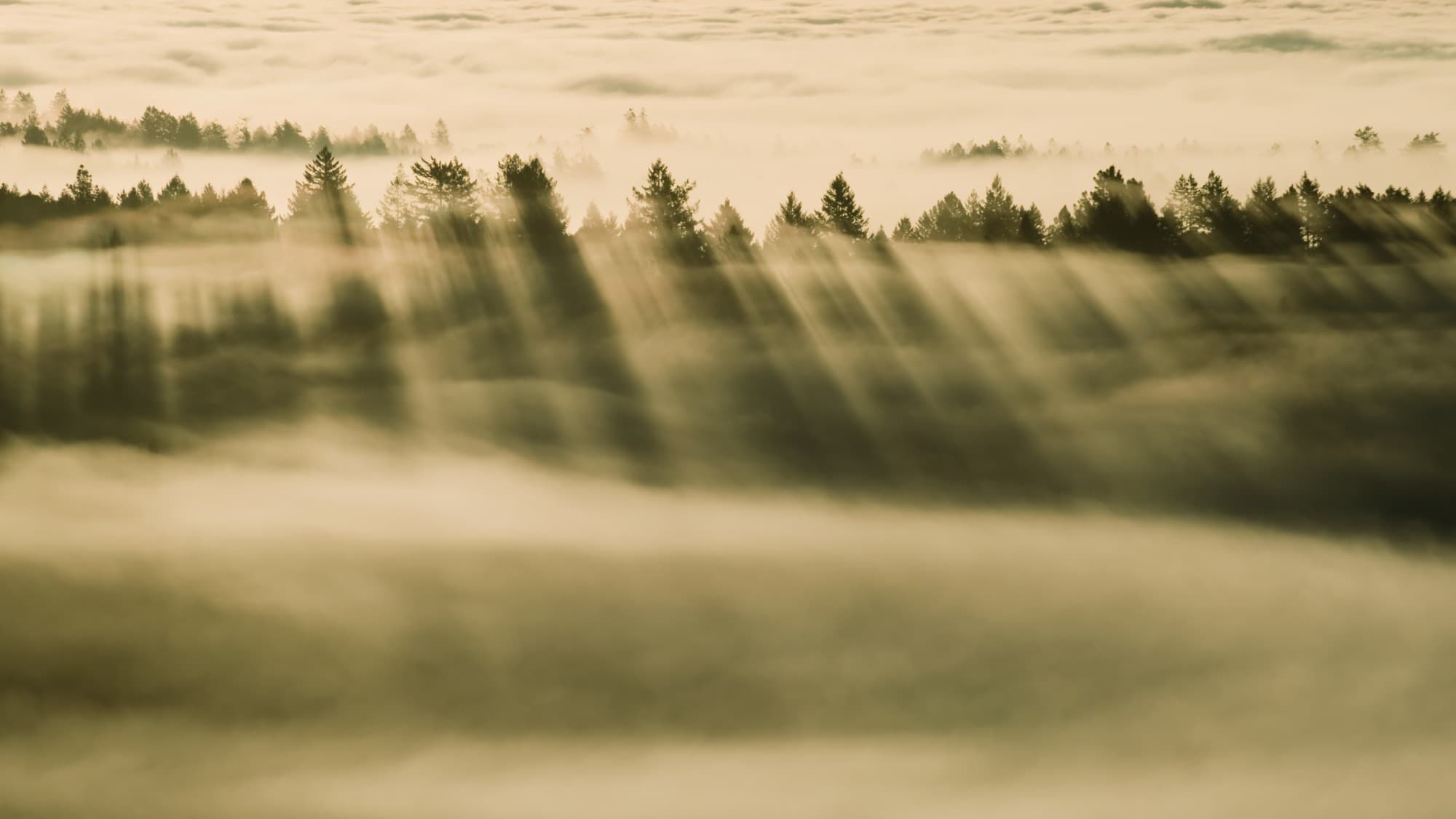 Pine trees half hidden in thick fog with light rays cutting through